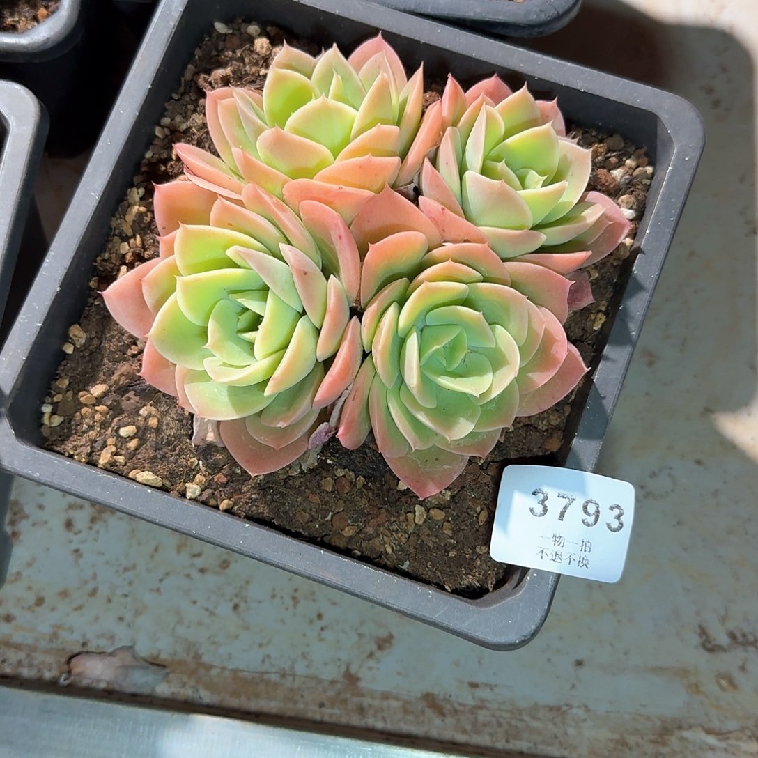 魚*3793号星娜塔多肉（带土球带盆）