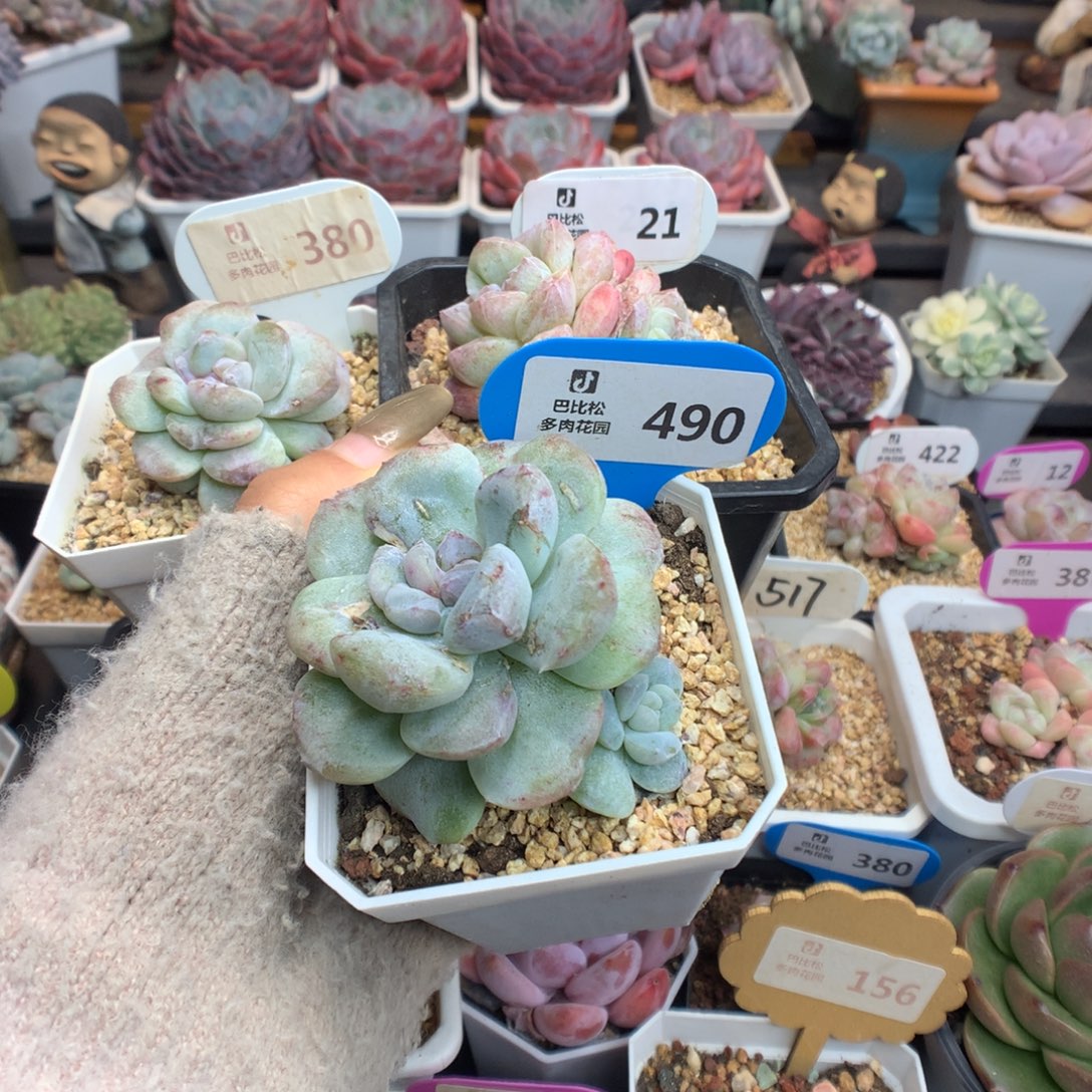 会***年21-490-380冰玉石化