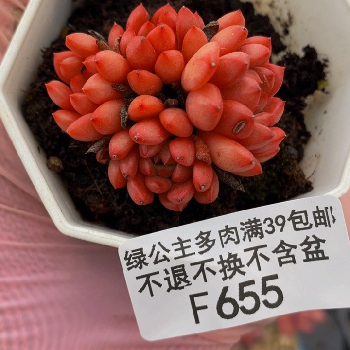 红宝石4cm655多肉植物