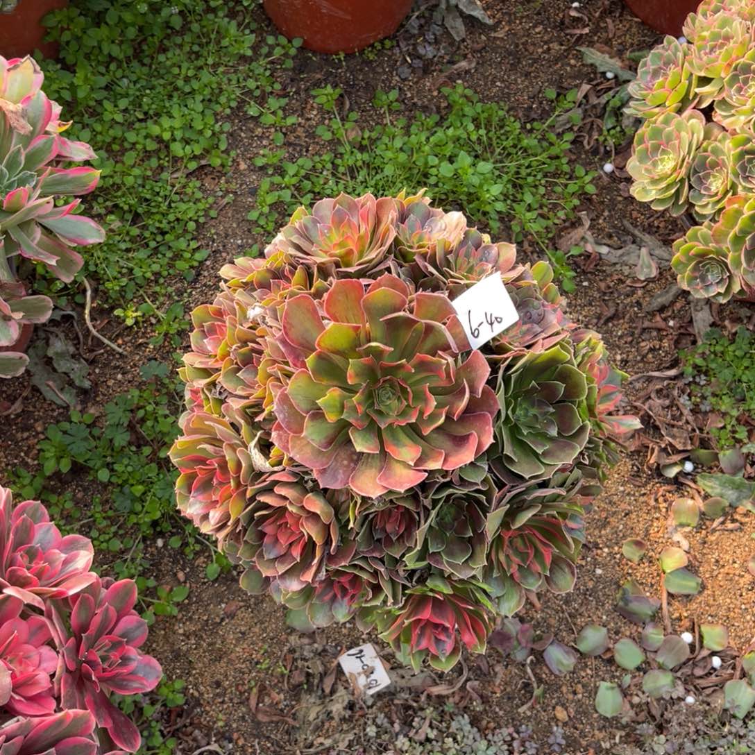 12-6-40雅典娜法师锦