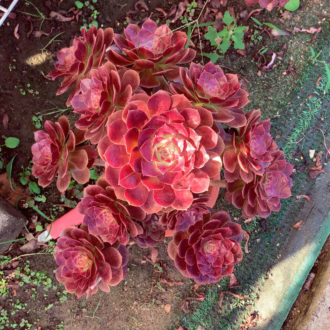 赤焰莲，微瑕，两颗包邮
