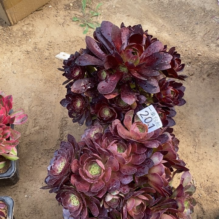 201黑魔➕万圣节多肉