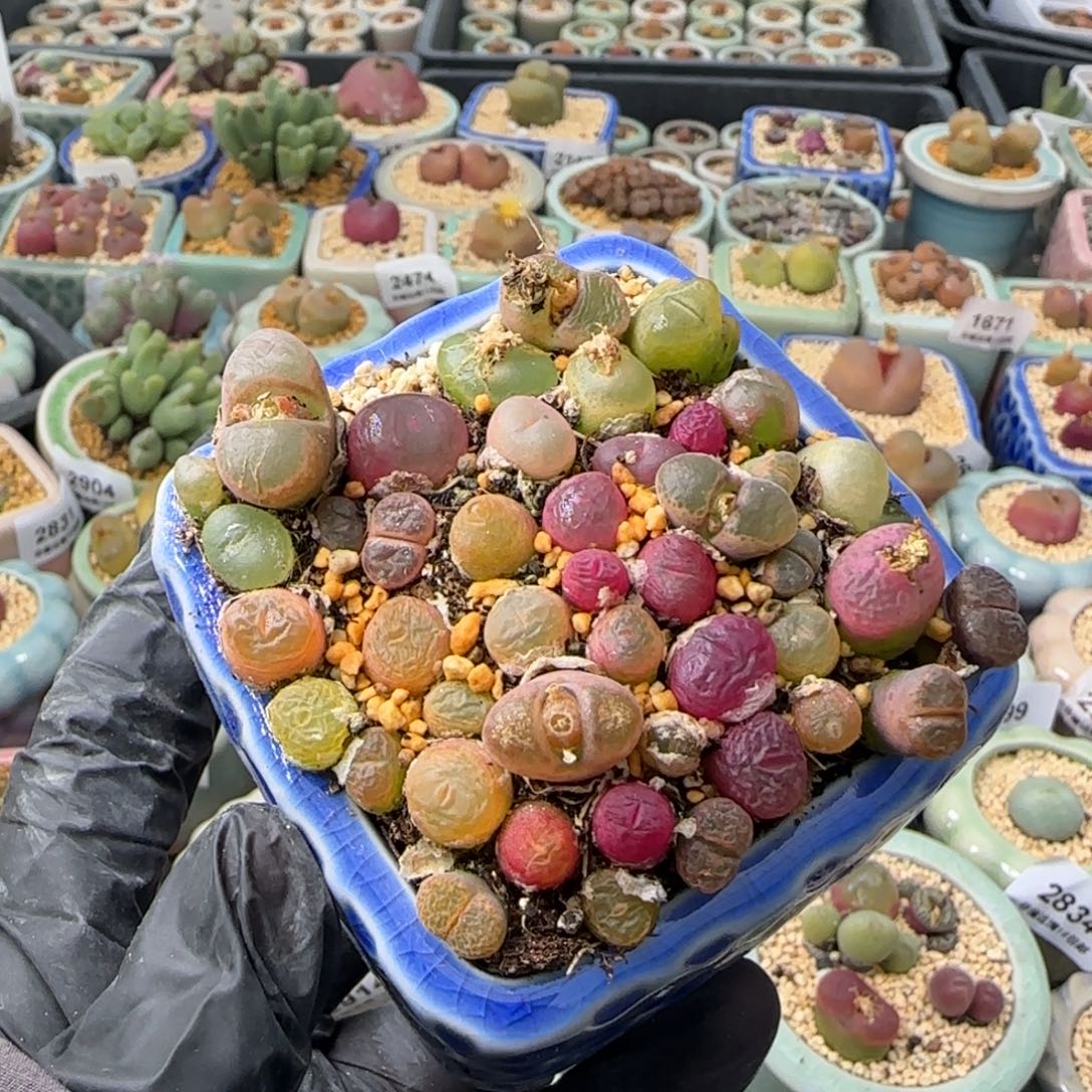 M***²2918--一物一拍 带盆