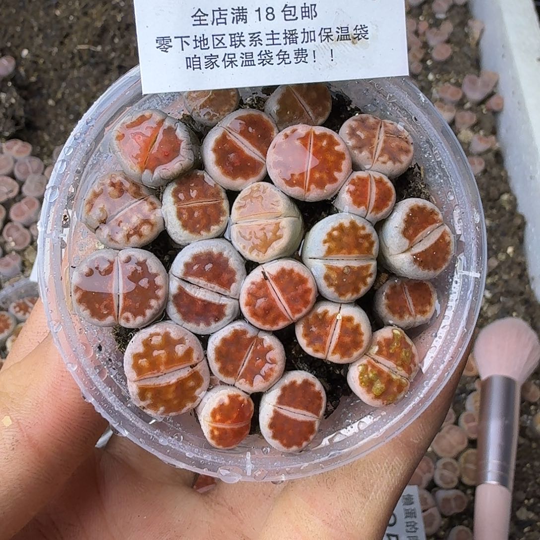 2549 哈哈哈哈哈哈哈哈哈哈