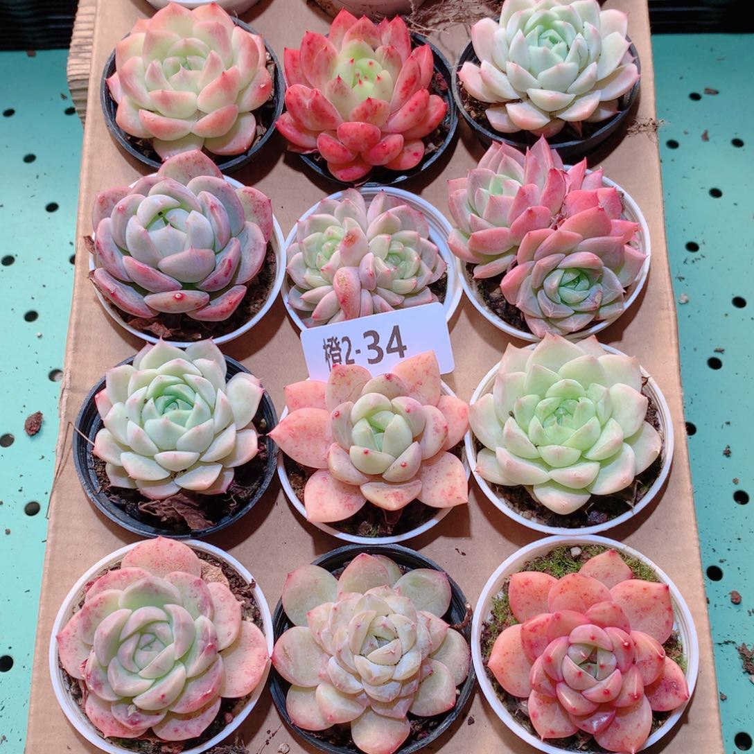 2-34一物一拍多肉带盆18颗