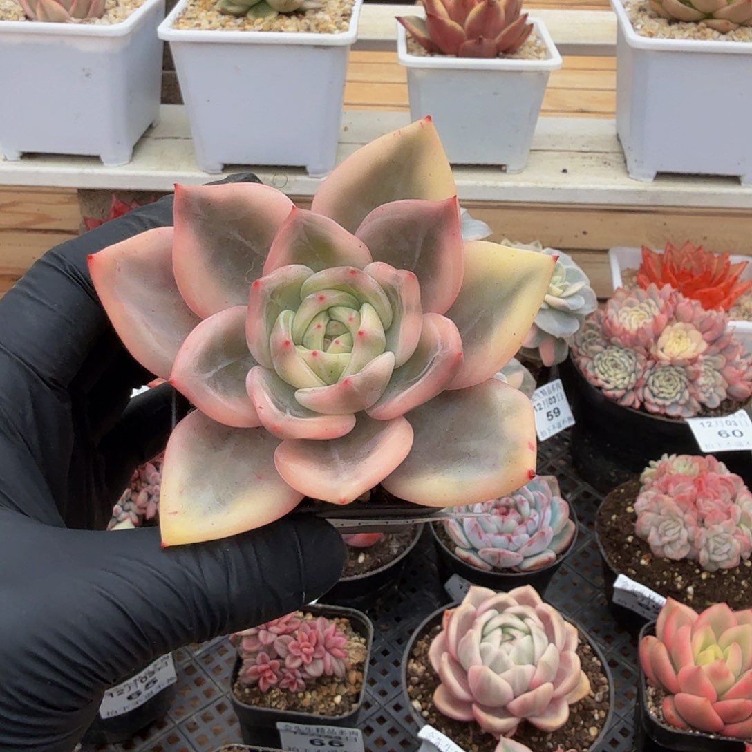 1203-69伊丽莎白锦