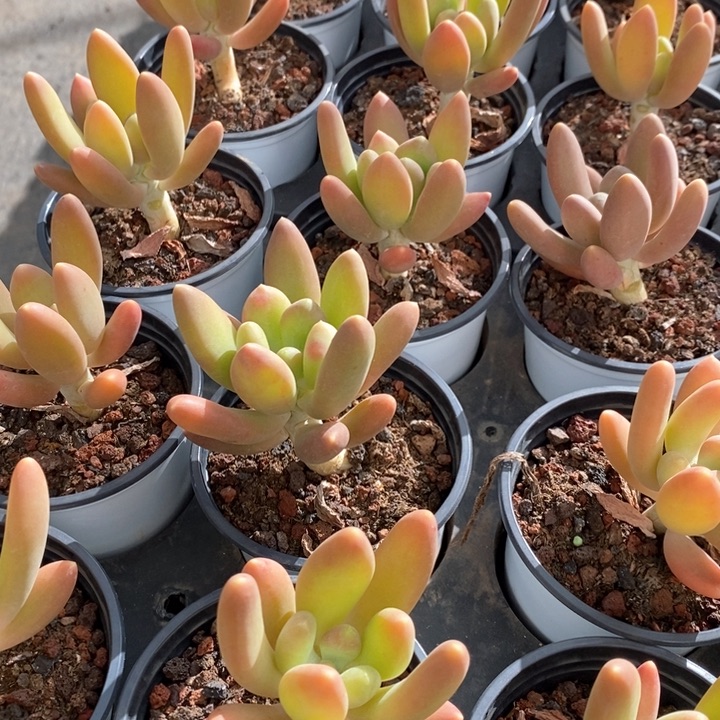 01金蟾单头 福利多多