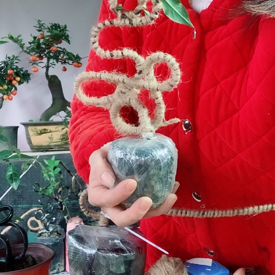 无花朵金弹子寿。 