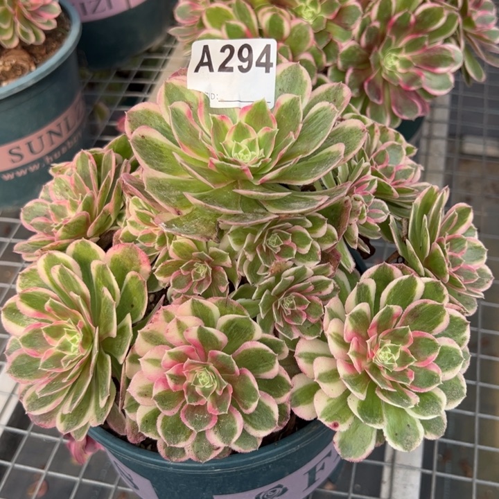 394孔雀翎22厘米左右