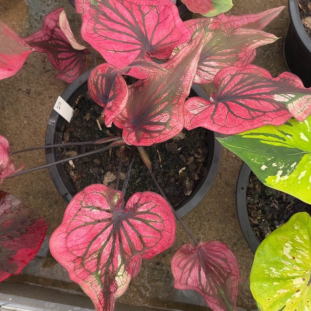 泰国彩叶芋26-0124 多肉