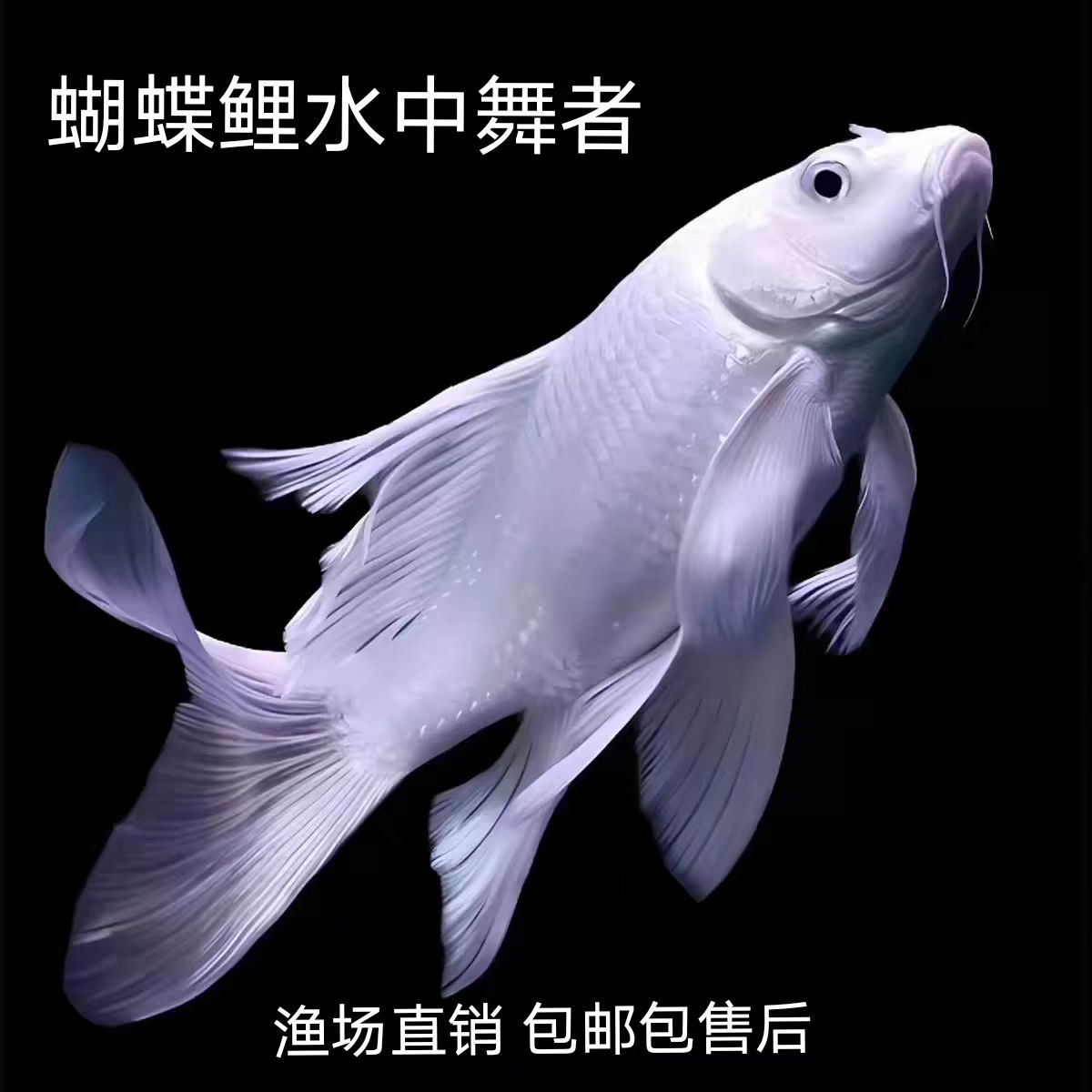 普身普短球蝴蝶鲤冷水观赏鱼大尾大鳍贵妃体普身好养耐活大鱼便宜