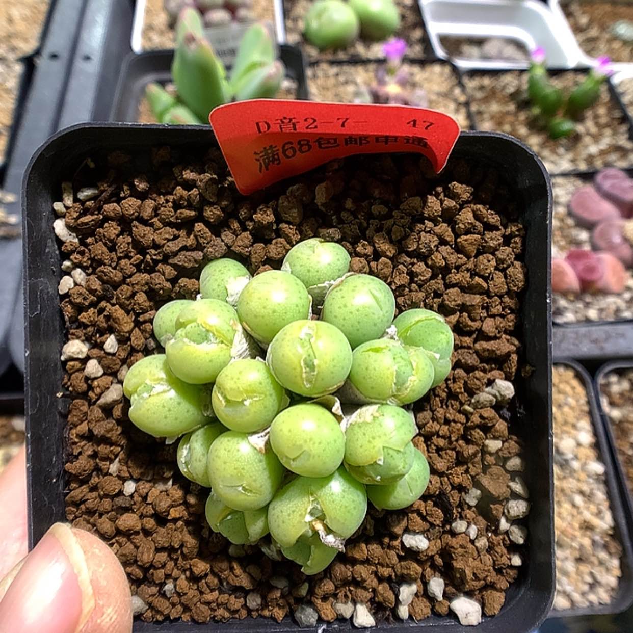 【闪购商品】2-7-47 小金豆一群特50