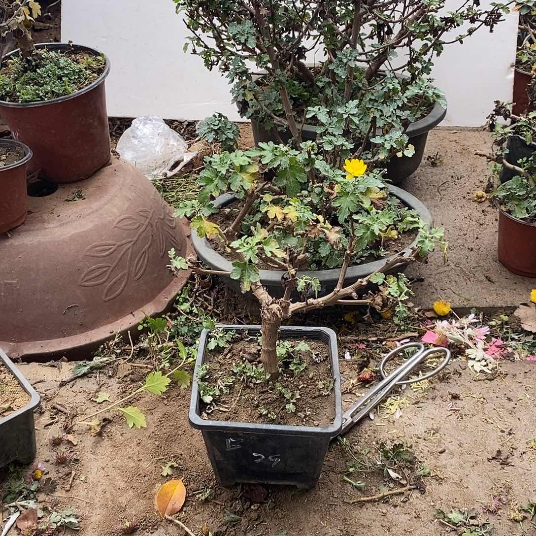 半***欢完全开放盆景绿化