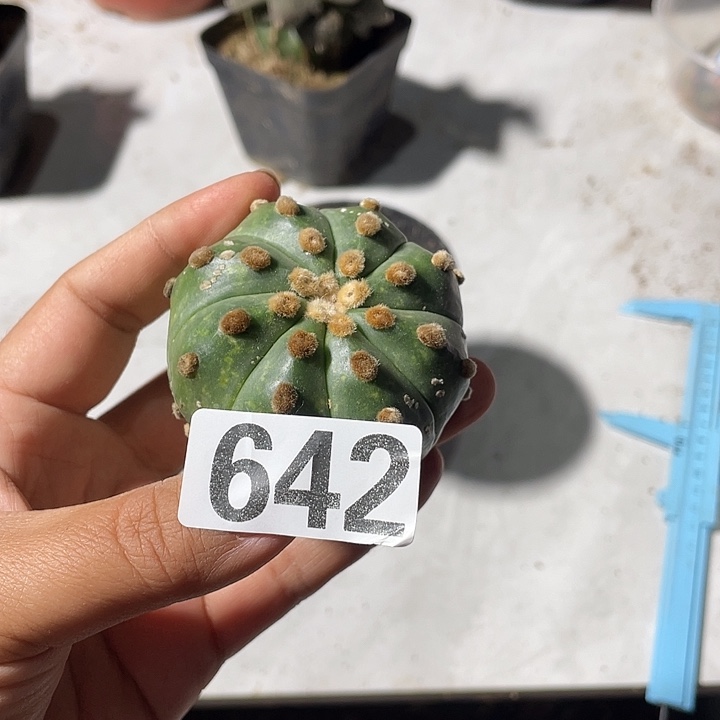 642号无根仙人球片