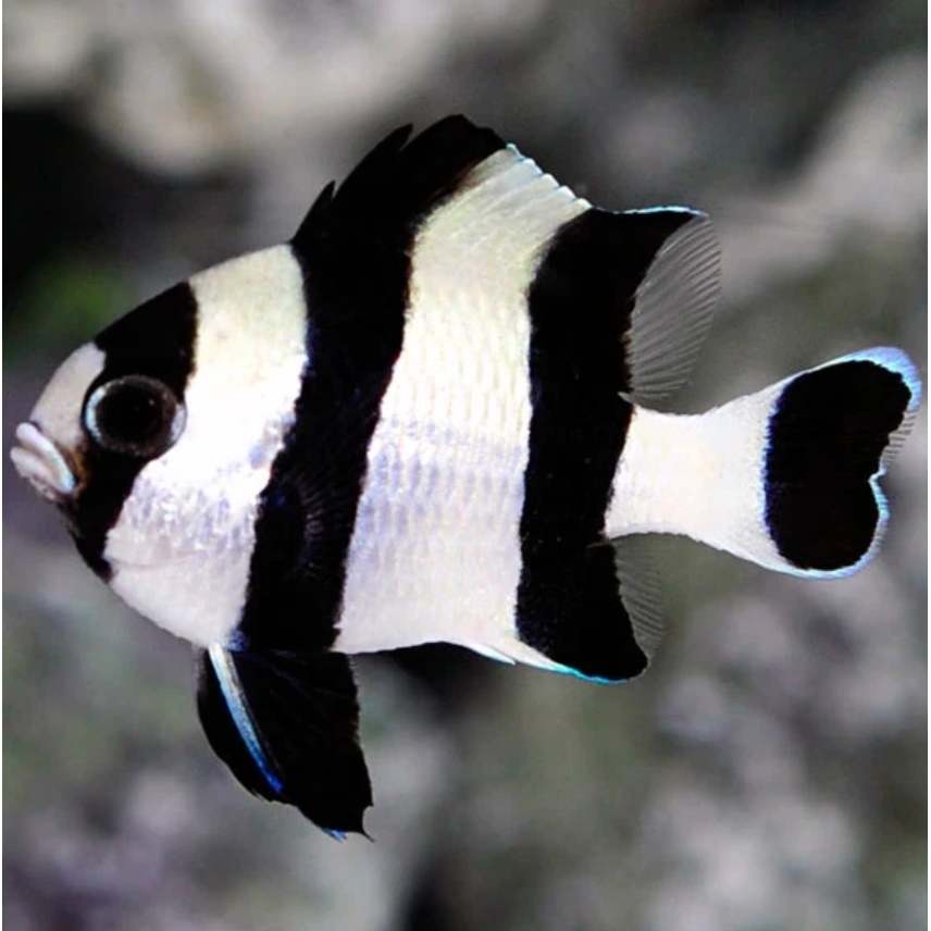 三间雀 海水观赏鱼