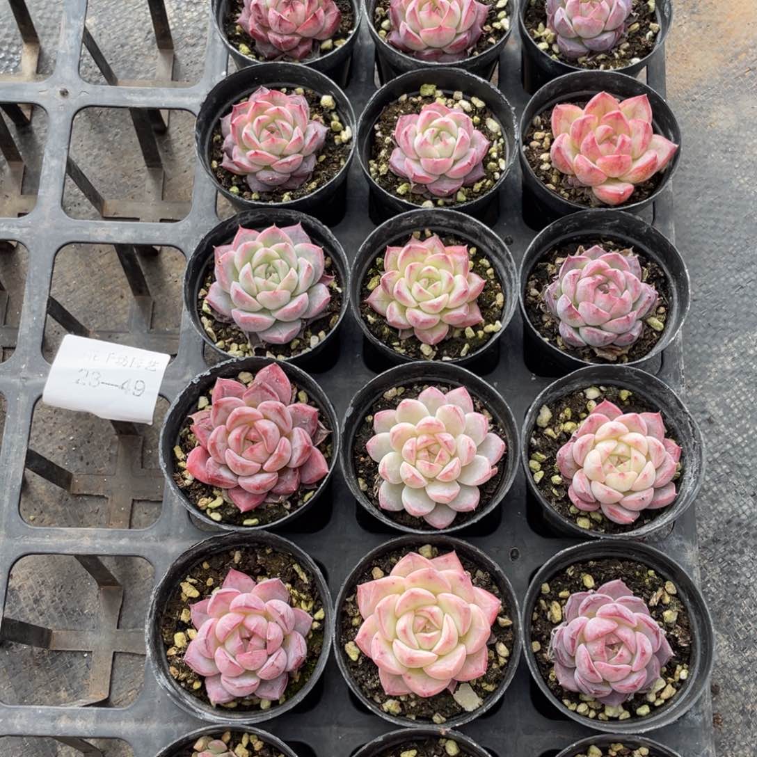 一物一拍18棵23-49