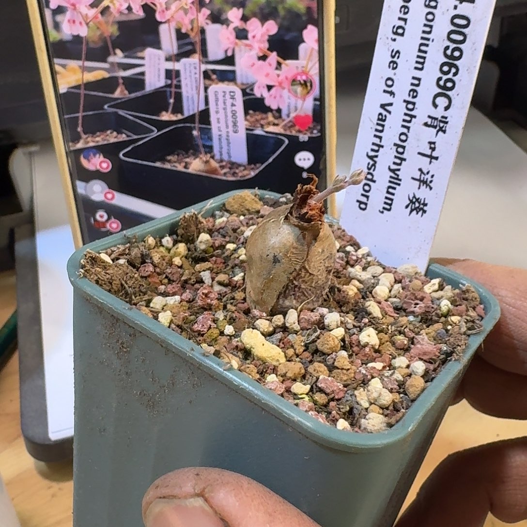 肾叶洋葵一个带盆特价福利一个包邮双花剑