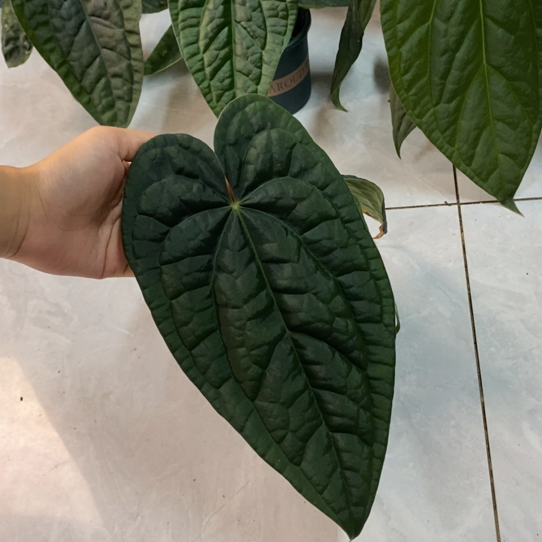 完全开放黑水晶杂奢华