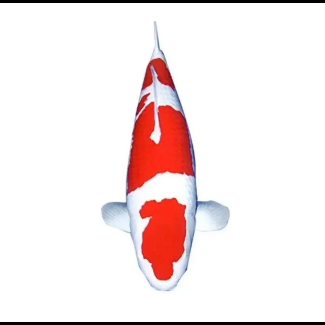 汐汐锦鲤混合鱼苗