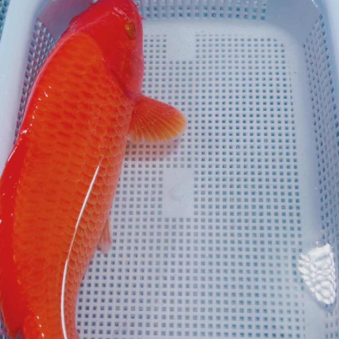 海水鱼锦鲤冷水114