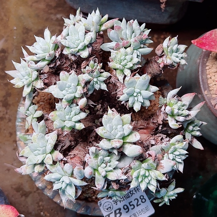 9528奴婢苹果叶仙女杯多肉