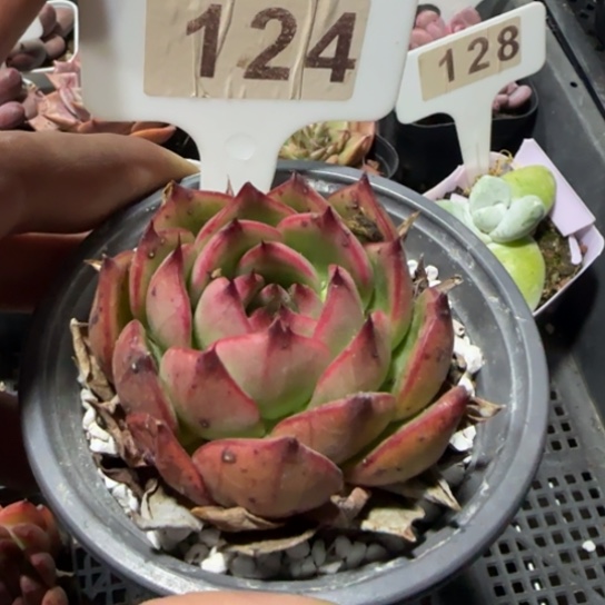 124 一物一拍多肉
