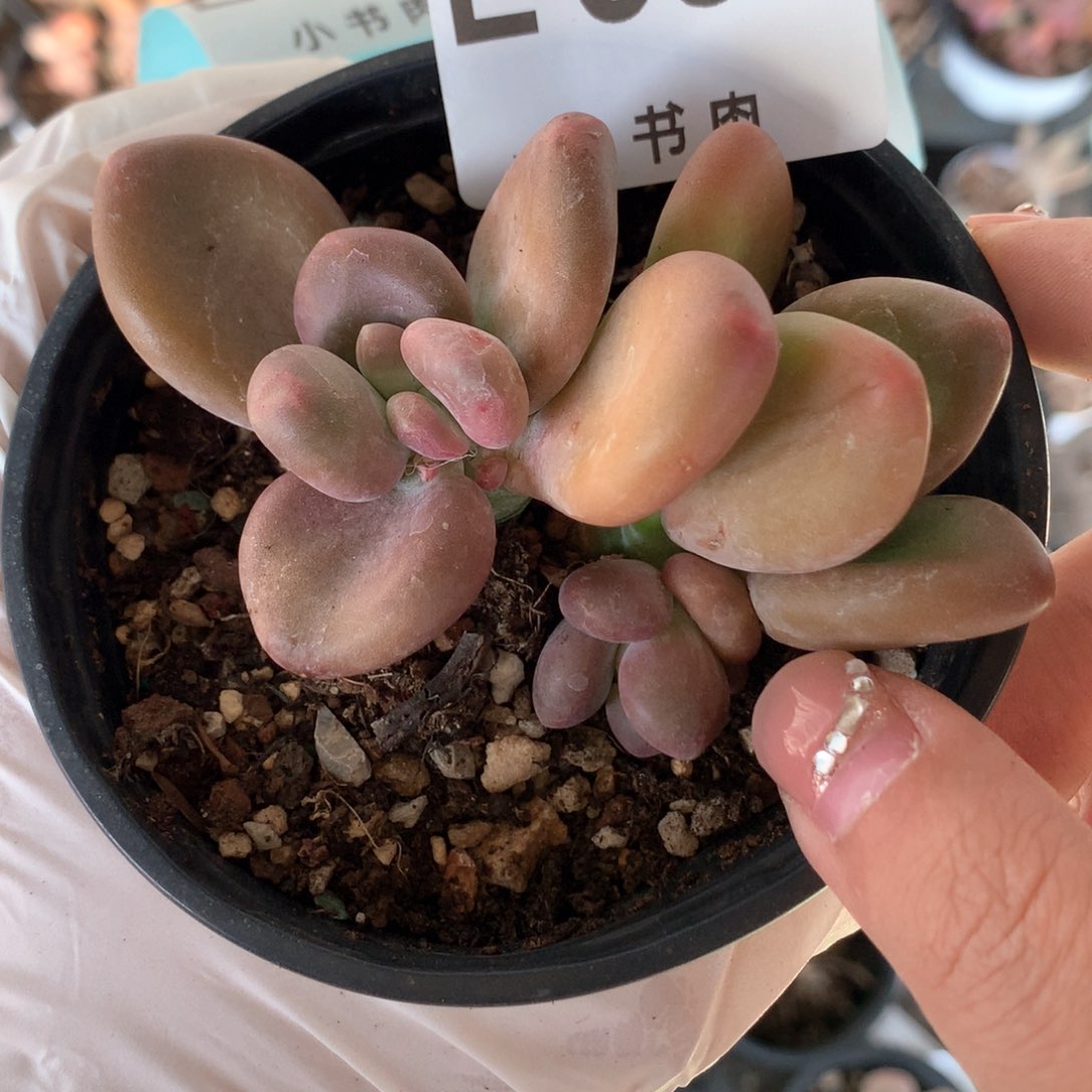 芒果奶芒果奶388