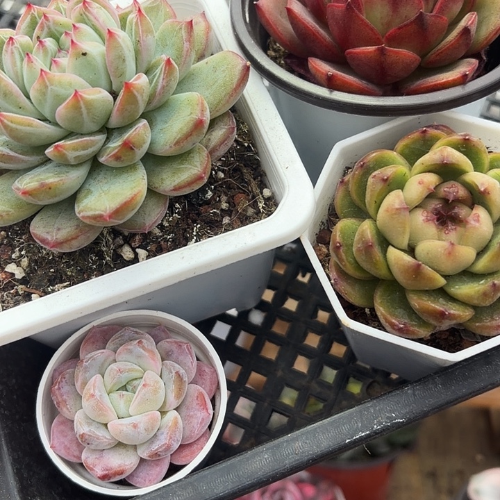 四颗珍妮满12.9包邮