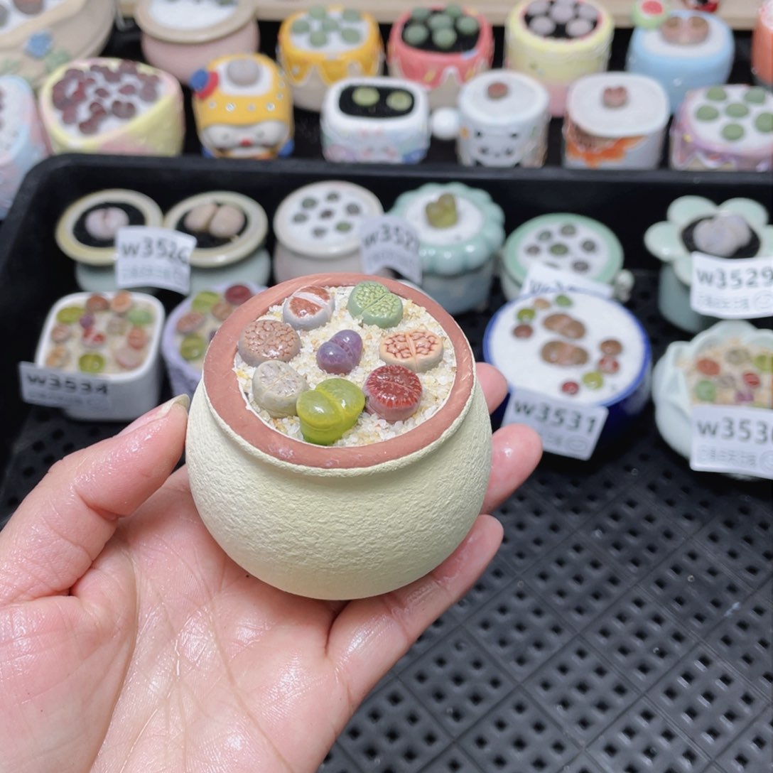 w3535 -零下地区拍保温箱-15支持寄养