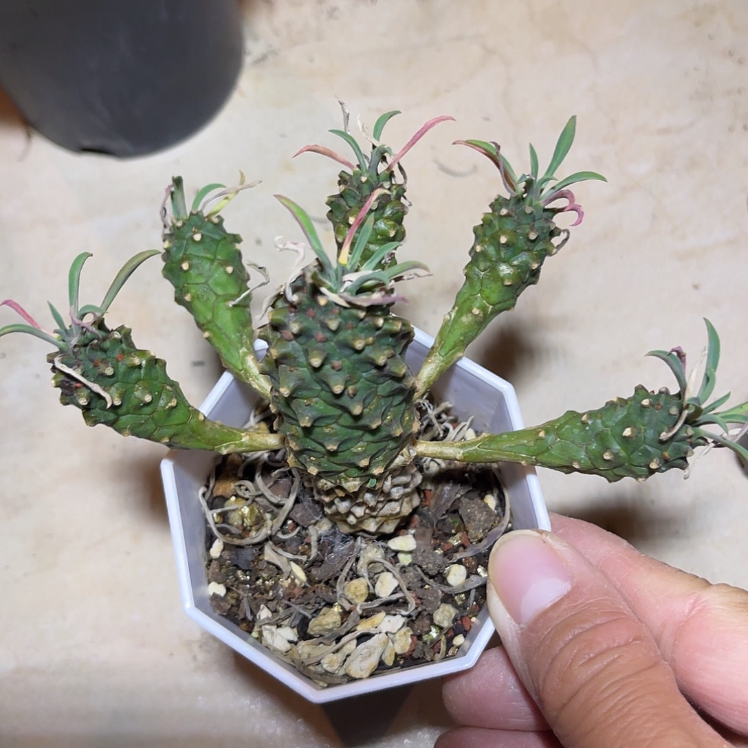 铁甲麒麟一物一拍