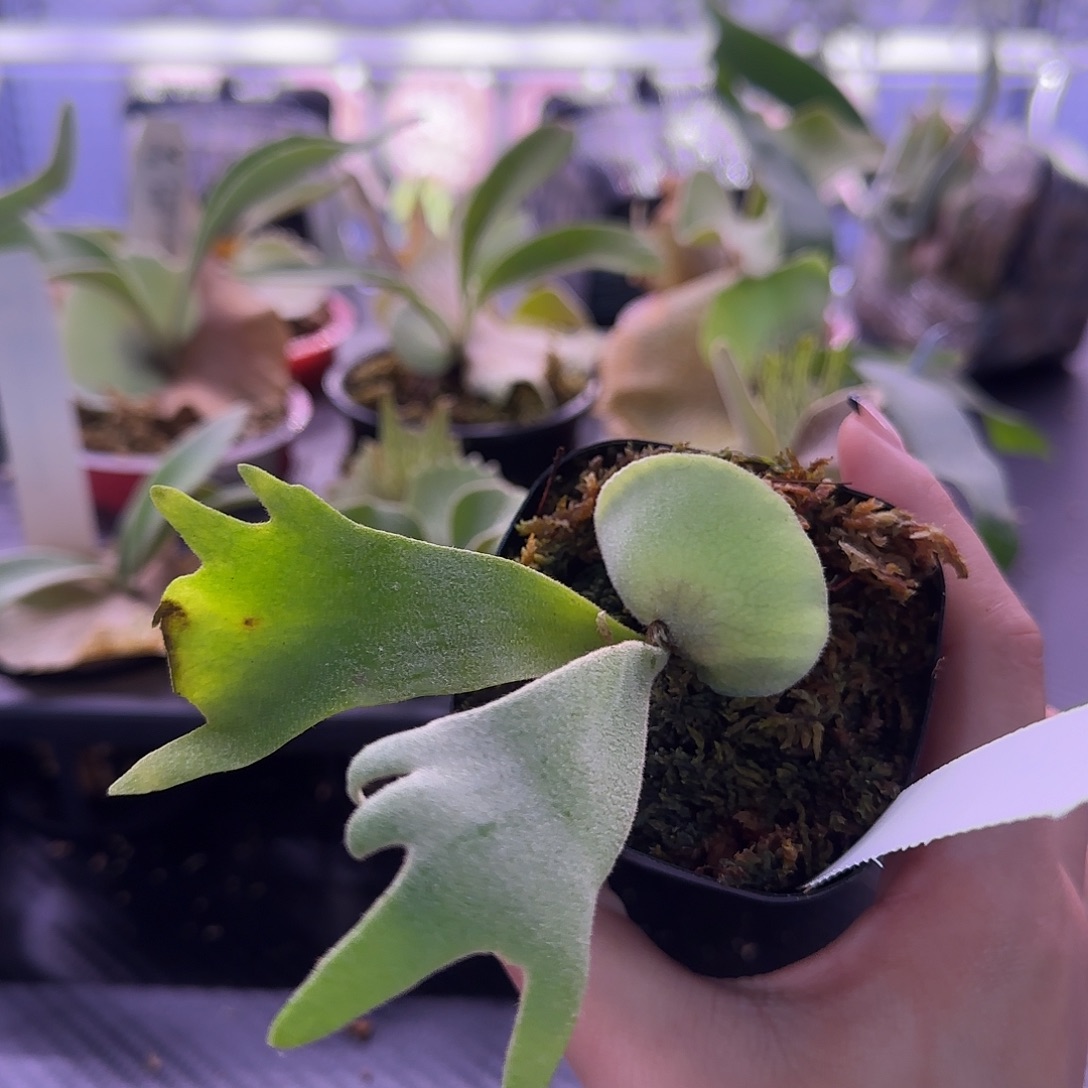 波哥苏丹鹿角蕨孢子苗