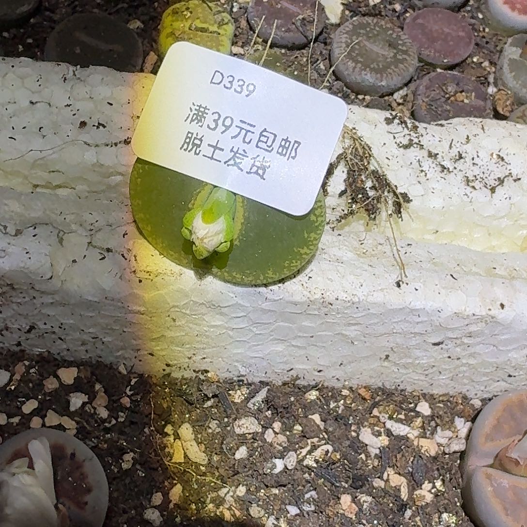 蒙***蒙339多肉哈哈哈哈哈哈