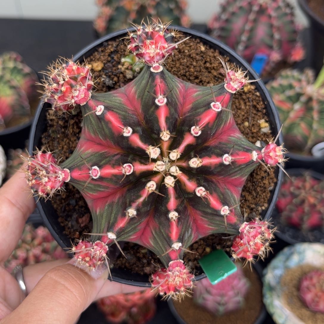 Y*KH32 泰系米哈锦 实生 带盆土