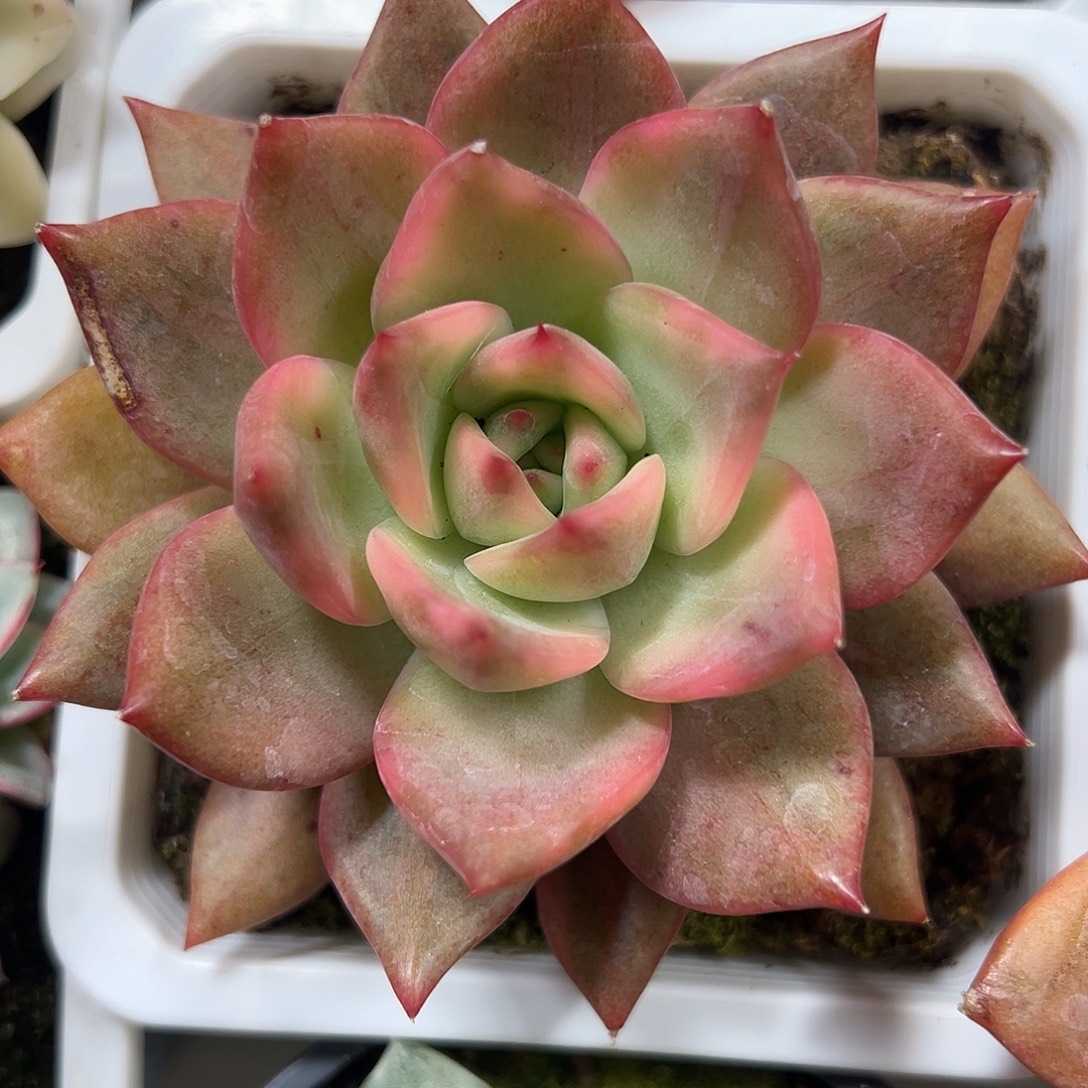 卡梅拉锦多肉植物