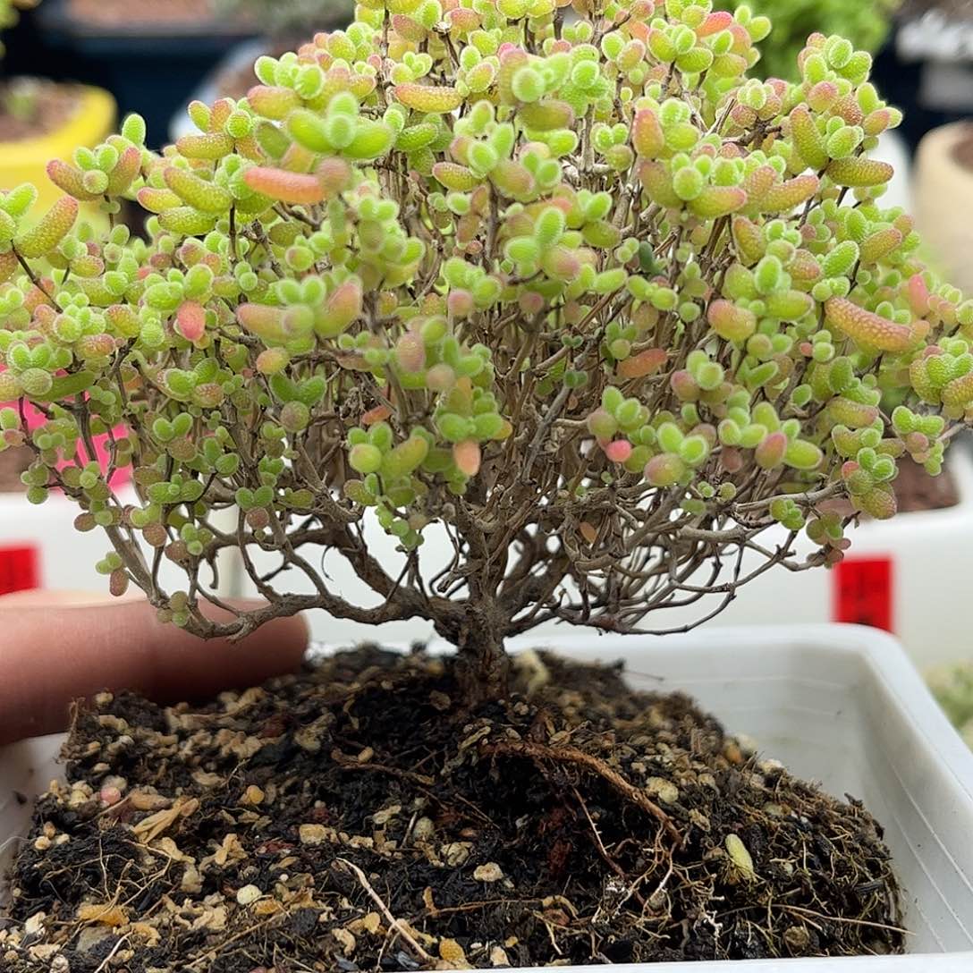 蜜桔优选枝干番杏