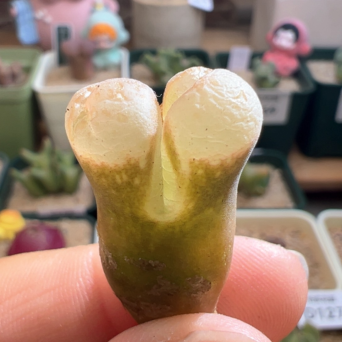 185。青蛙优选1089鲑鱼粉。大尺寸内双