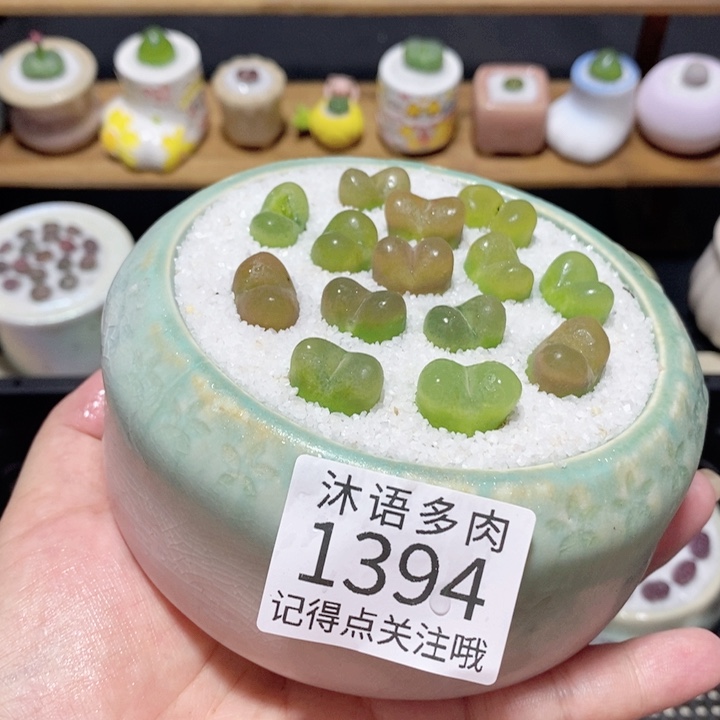 带盆土植物 精美盆栽1394