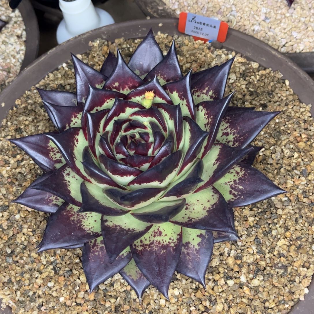 用***5三颗7815寄养z先生的多肉