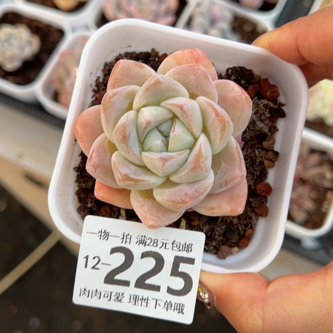 冰玉，多肉多肉多肉