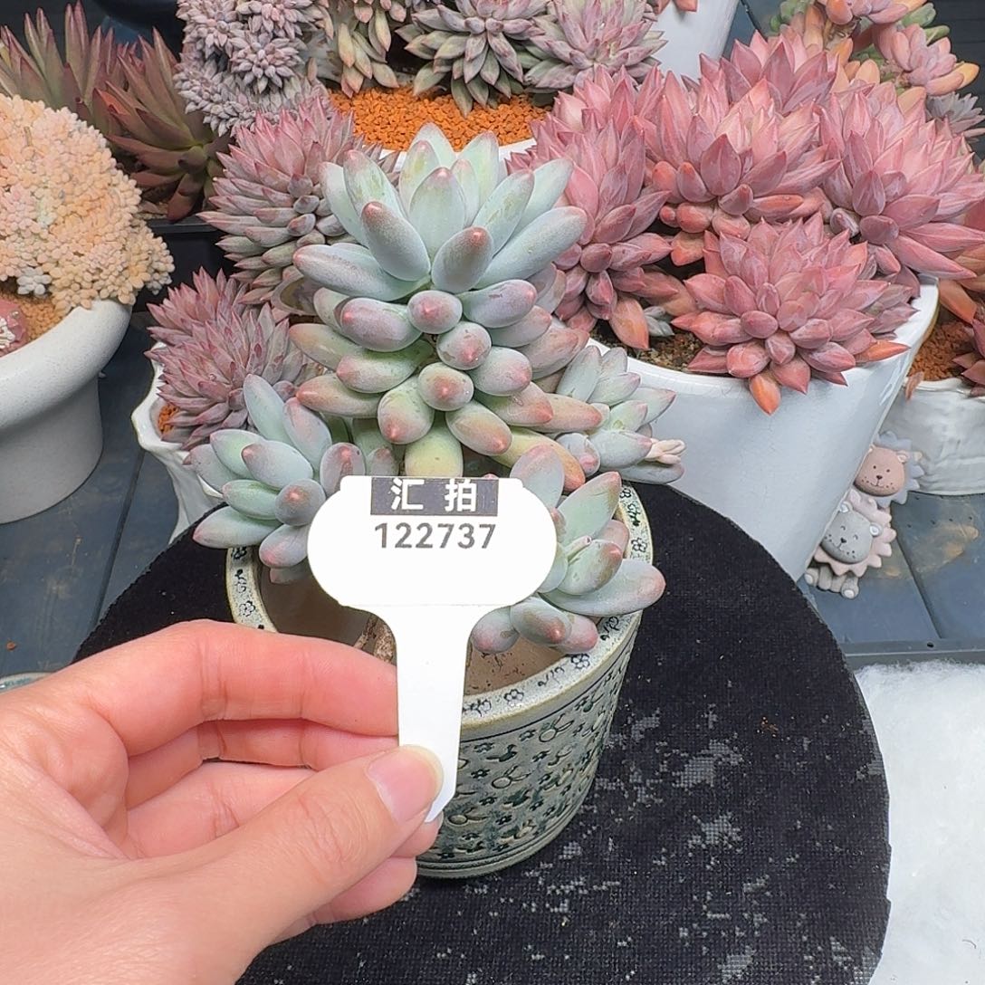 精品多肉植物122737