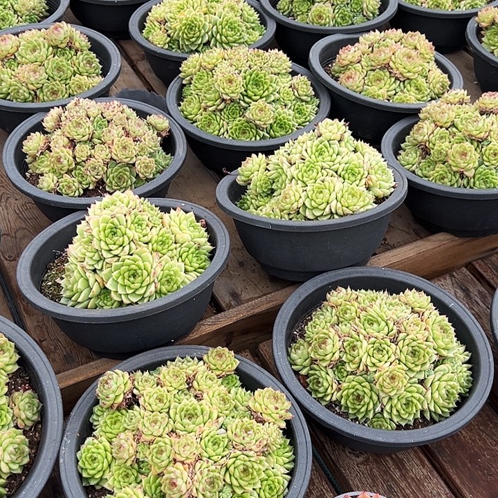 大盆       红女王