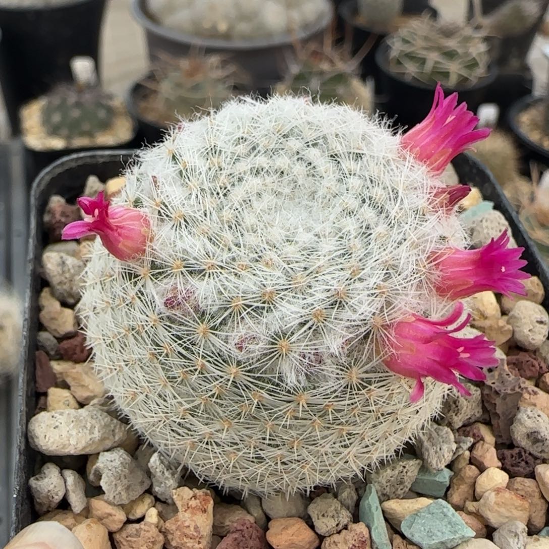 010实生穴源希望丸多肉4.2