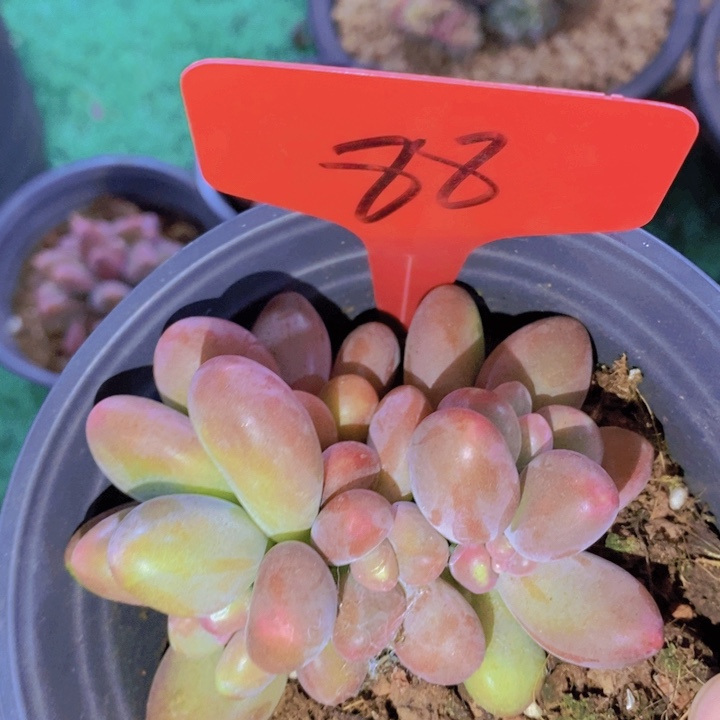 这么大岁数也只喜欢