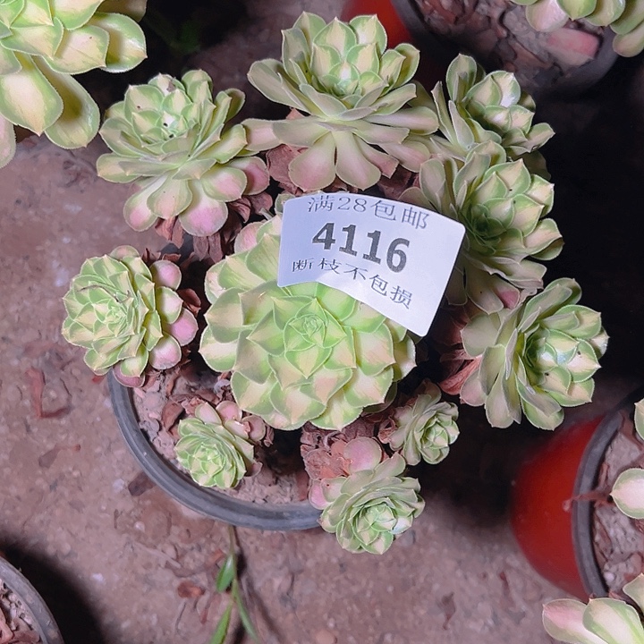 4116韶华多肉植物