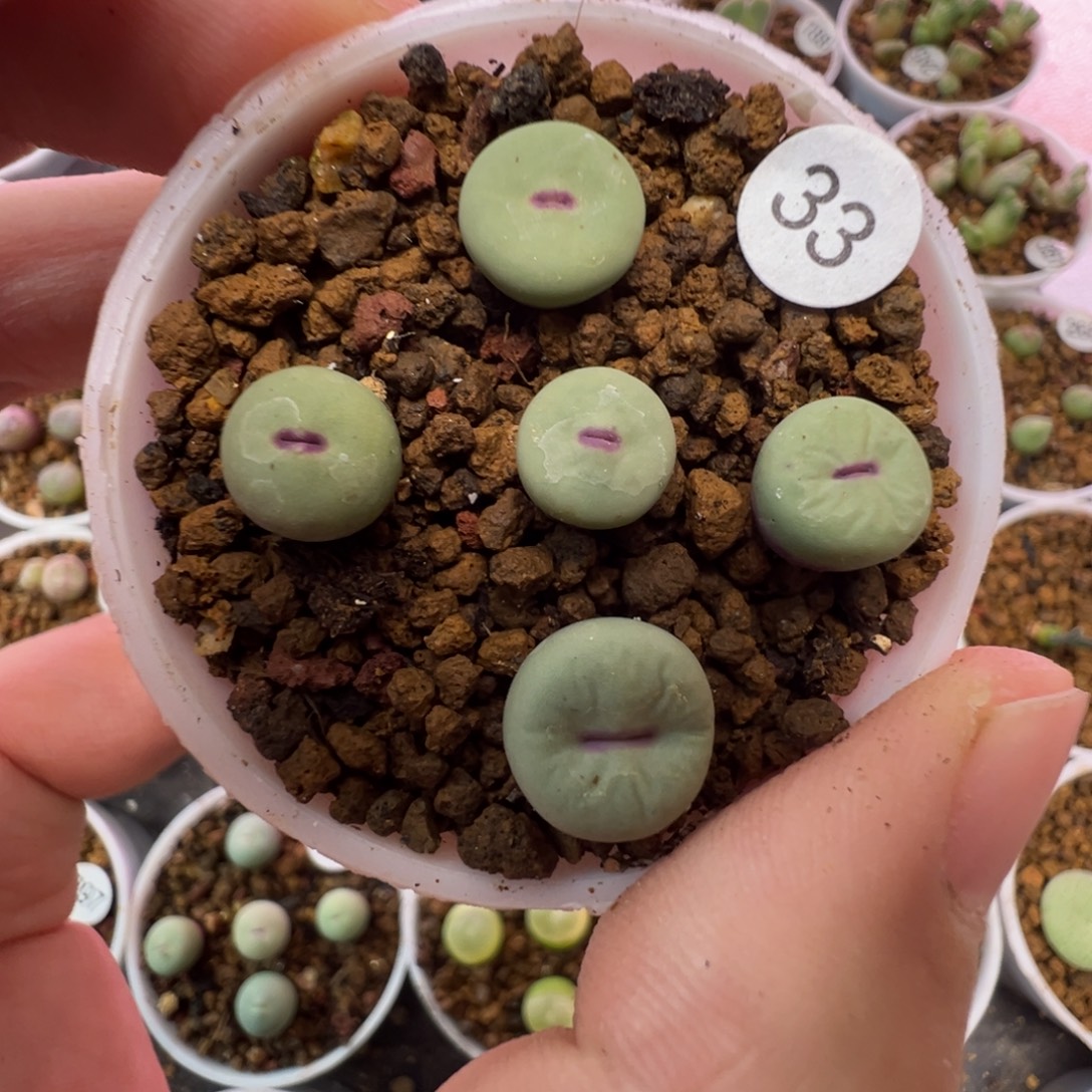 四季红嘴一颗脱土330000000