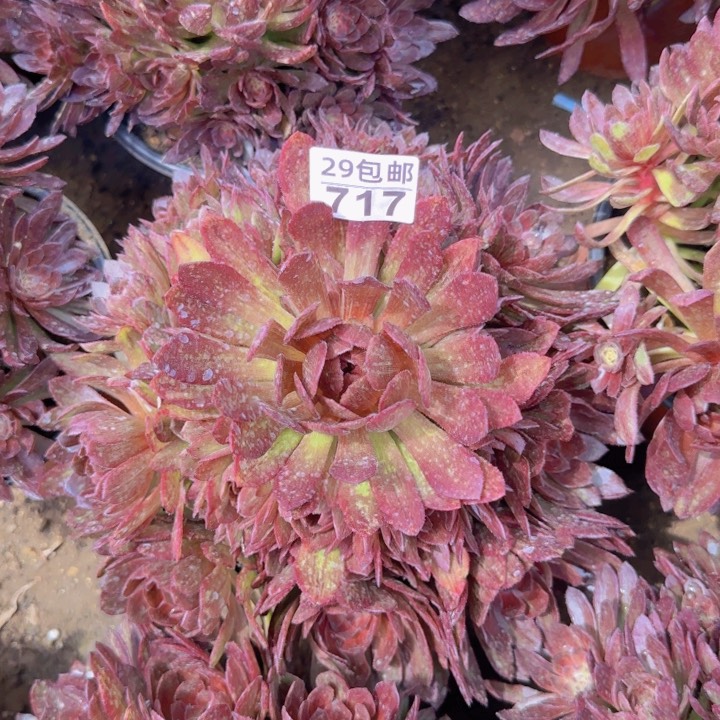 红丝绒……多肉植物的