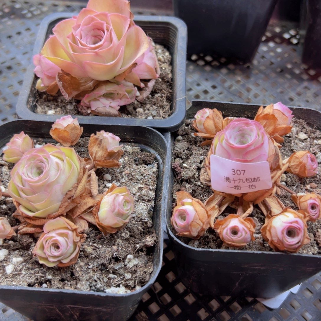 307 带盆土发货无售后