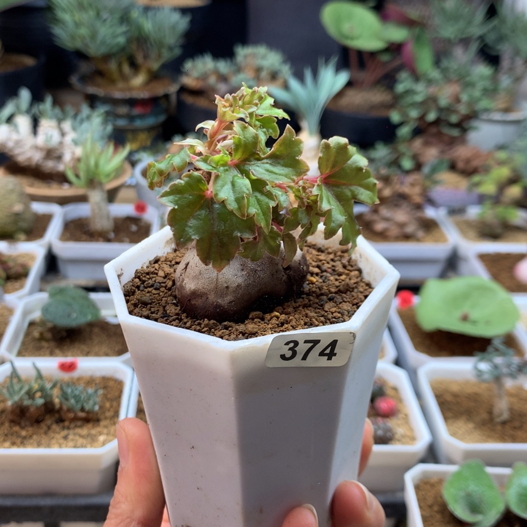 块根秋海棠带盆374