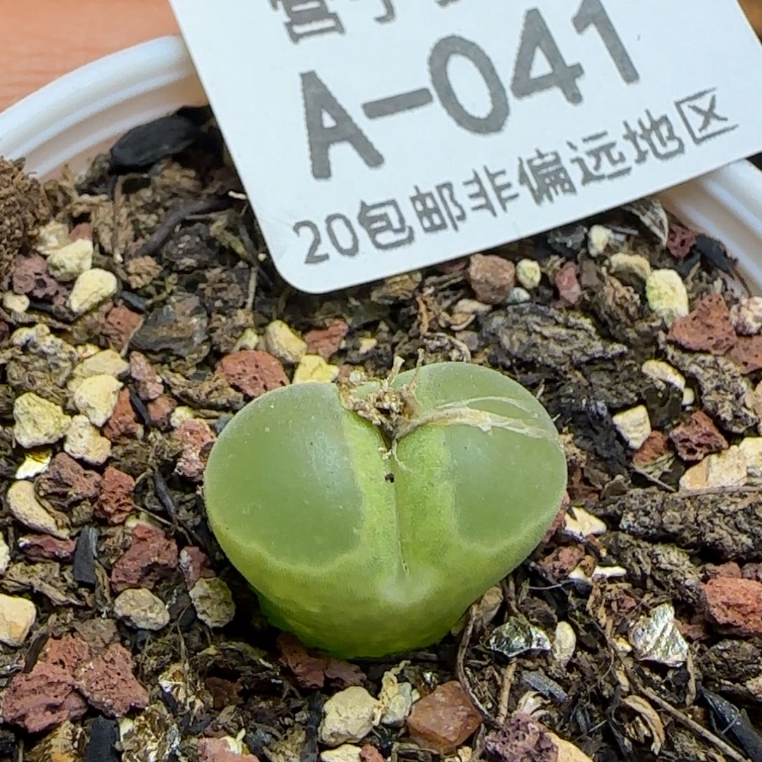 极窗y400带盆土发货。