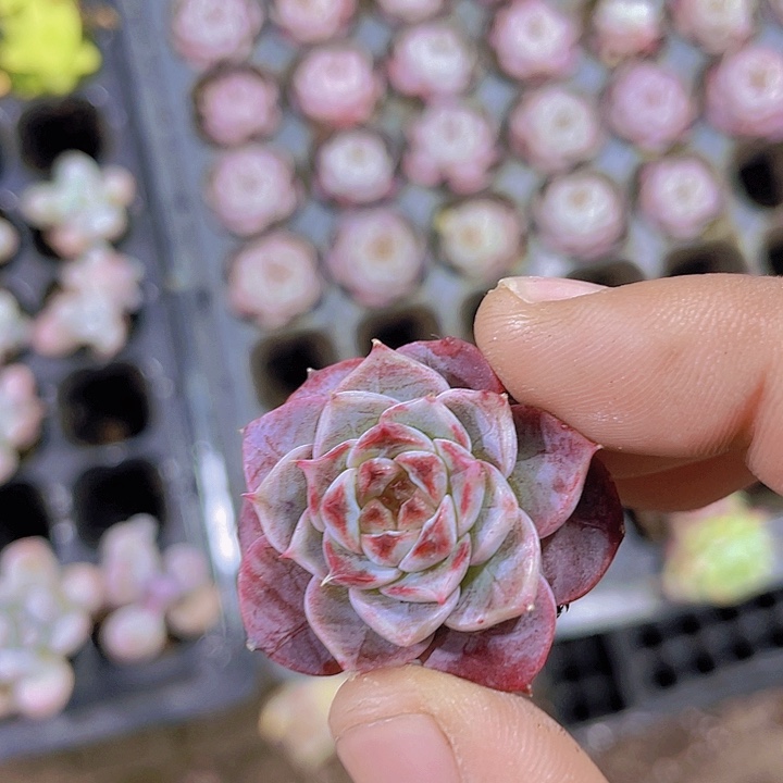 天鹅绒【满10颗包邮】